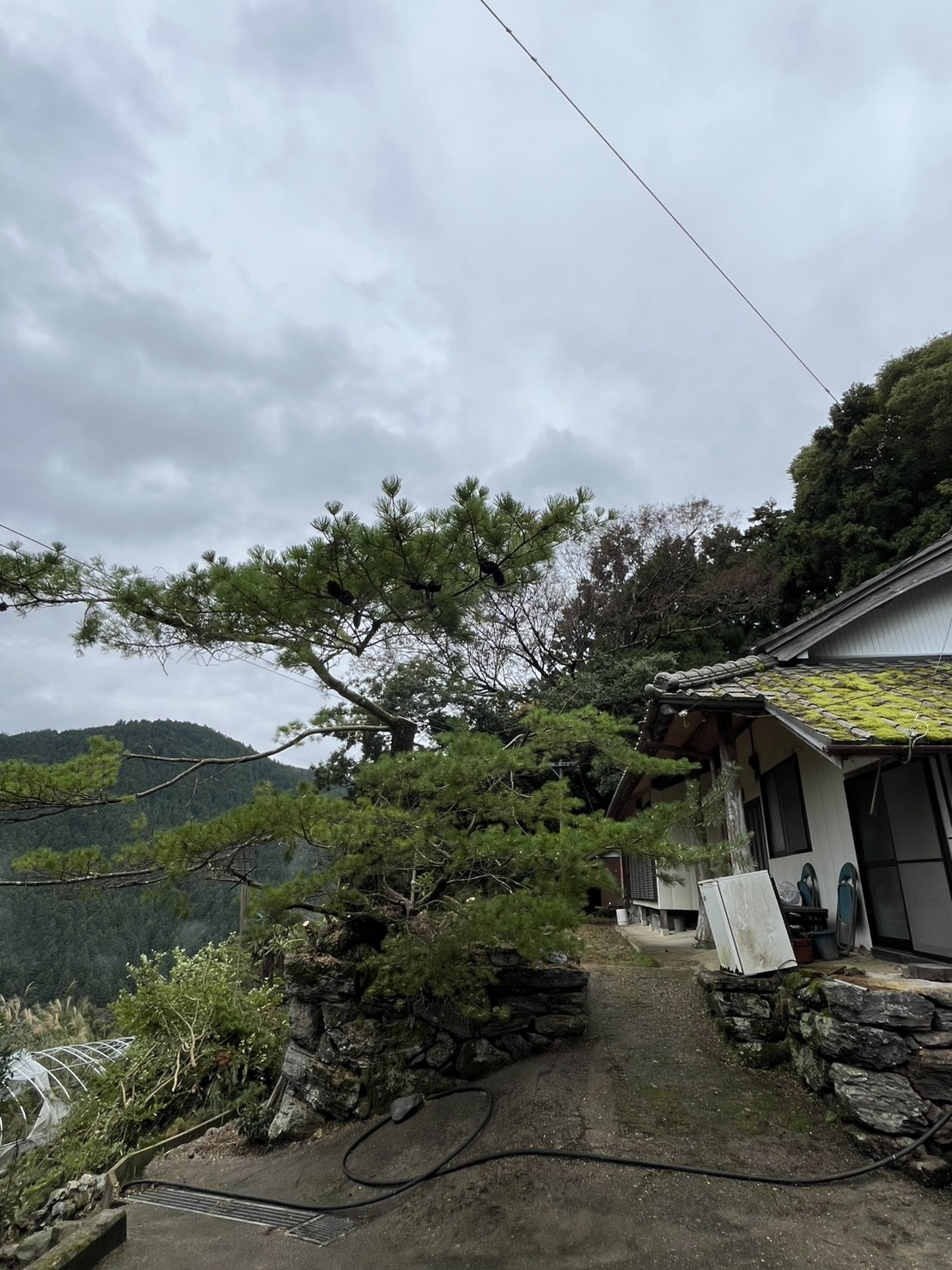 鳴門_個人邸_伐採後