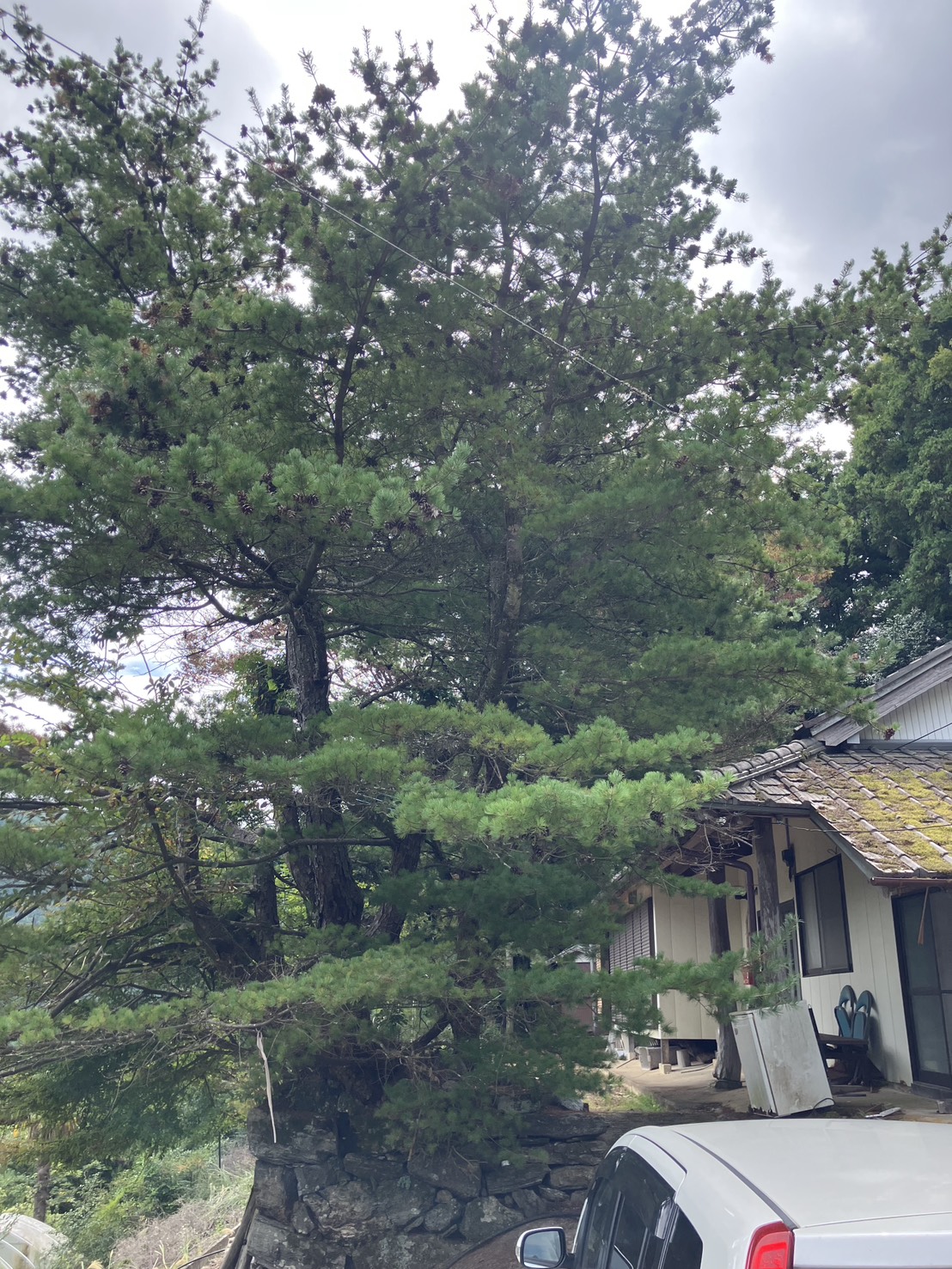 鳴門_個人邸_伐採前